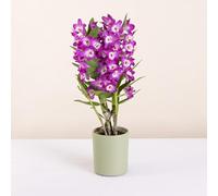 Fleurs et Délices - Orchidée Dendrobium - Plante d'intérieur - Avec cache-pot - Décoration d'intérieur - Cadeau Fleuri - Fabrication Française Artisanale de Qualité - Cadeau à Offrir