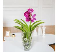 Fleurs et Délices - Orchidée Vanda - Plante d'intérieur Avec cache-pot - Cadeau Anniversaire Fête des Grand-mères Mamie - Fabrication Française Artisanale de Qualité à Offrir