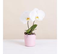 Fleurs et Délices - Phalaenopsis Singolo - Plante d'intérieur - Avec cache-pot - Décoration d'intérieur - Cadeau Fleuri - Fabrication Française Artisanale de Qualité - Cadeau à Offrir