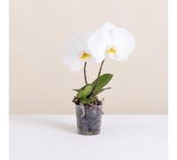 Fleurs et Délices - Phalaenopsis Singolo - Plante d'intérieur - Sans cache-pot - Décoration d'intérieur - Cadeau Fleuri - Fabrication Française Artisanale de Qualité - Cadeau à Offrir