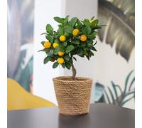 Fleurs et Délices - Plante Calamondin - Plante d'intérieur - Sans cache-pot - Oranger d'intérieur - Fabrication Française Artisanale de Qualité - Cadeau à Offrir Anniversaire