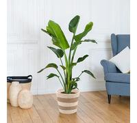 Fleurs et Délices - Plante verte d'intérieur - Strelitzia Nicolai - 100/110 CM - sans cache pot - Fabrication Française Artisanale de Qualité - Oiseau de Paradis à Offrir