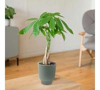 Fleurs et Délices - Plante verte - Plante d'intérieur - Pachira - 35/40 CM - avec cache pot - Fabrication Française Artisanale de Qualité - Plante à Offrir