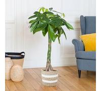 Fleurs et Délices - Plante verte - Plante d'intérieur - Pachira Aquatica - 100 CM - avec cache pot - Plante vivante et naturelles - Plante à Offrir - Déco maison Cadeau Anniversaire