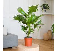 Fleurs et Délices - Plante verte - Plante d'intérieur - Palmier Livistona - 60/65 CM - sans cache pot - Fabrication Française Artisanale de Qualité - Plante à Offrir - Cadeau Anniversaire