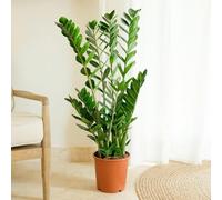 Fleurs et Délices - Plante verte - Plante d'intérieur - Zamioculcas - 80/90 CM - sans cache pot - Fabrication Française Artisanale de Qualité - Plante à Offrir