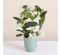 Fleurs et Délices - Stéphanotis - Plante d'intérieur - Avec cache-pot - Plante verte - Décoration d'intérieur - Cadeau Fleuri - Fabrication Française Artisanale de Qualité - Cadeau à Offrir
