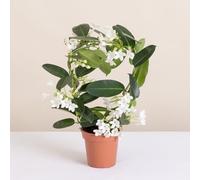 Fleurs et Délices - Stéphanotis - Plante d'intérieur - Sans cache-pot - Plante verte - Décoration d'intérieur - Cadeau Fleuri - Fabrication Française Artisanale de Qualité - Cadeau à Offrir