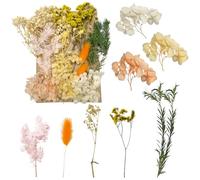 Fleurs Pressées, Artisanat pour Bricolage, Arts, résine, Scrapbooking, Fabrication de Bijoux, décorations Florales Jaune et Blanc