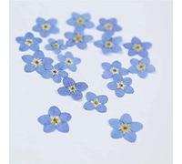 Fleurs pressées séchées, décors Floraux, 100 pièces d'herbier de Plantes Fleurs Myosotis Sylvatica Forgetmenot Bleues et for la Fabrication Cadres Coques téléphone, Bricolage