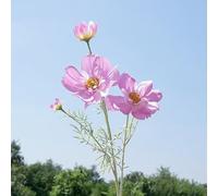 Fleurs sauvages artificielles, fleurs cosmos en soie, marguerites artificielles en soie, pour décoration de maison, cuisine, jardin (rose)
