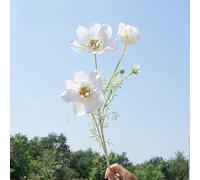 Fleurs sauvages artificielles, fleurs cosmos en soie, marguerites artificielles en soie, pour la maison, la cuisine, le jardin (blanc)