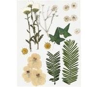 Fleurs séchées et feuilles pressées - blanc cassé - 19 pièces environ Blanc G