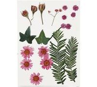 Fleurs séchées et feuilles pressées - rouge clair - 19 pièces environ Rouge G