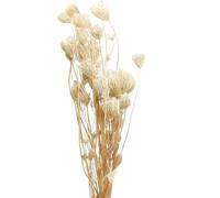 Fleurs séchées Fenouil blanchi 100g - Décoration, couronne, arrangement, mariage