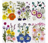 Fleurs Séchées - Naturelles - 72 Pcs - Non Toxiques - Idéal pour DIY - Objets Décoratifs