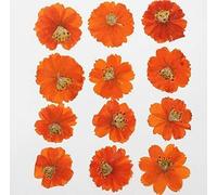 Fleurs séchées naturelles plante bijoux à bricoler soi-même artisanat décorations for la maison, 50pc pressé séché Cosmos Sulphureus Cav.Fleur plante herbier for carte postale coque de téléphone signe