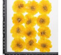 Fleurs séchées naturelles plante bijoux à bricoler soi-même artisanat décorations for la maison, 50pc pressé séché Cosmos Sulphureus Cav.Fleur plante herbier for carte postale coque de téléphone signe