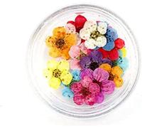 Fleurs séchées naturelles plante bricolage bijoux artisanat décorations for la maison, 100pcs mini pressé séché narcisse jonquilla fleur plante herbier for résine époxy signet carte postale nailart br