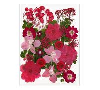 Fleurs séchées pour Marque-Pages, 30 pièces, Fabrication de Bijoux, Feuilles de Fleurs séchées Naturelles pressées pour et Adultes, Emballage Artisanal d ' Art Fait à la Main