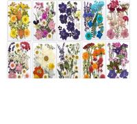 Fleurs Séchées Pressées 1 Sac de Fleurs séchées en Relief DIY