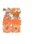 Fleurs Séchées Pressées 3 sachets de Fleurs séchées DIY