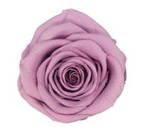 Fleurs Séchées Pressées 4-5 cm Roses préservées Fleur préservée Fraîche Naturelle Véritable Rose Éternelle Immortelle Fleurs Fleuriste Bricolage Matériel Floral(Taro Purple)