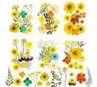 Fleurs Séchées Pressées Fleurs Pressées Fleurs Pressées Séchées Fleurs Séchées Fleur Pressée Fleurs Sechees Naturelles Fleurs de Marguerite pour Nail Art Scrapbook Art Décors