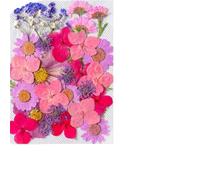 Fleurs Séchées Pressées Kit combiné de Feuilles Fleurs séchées