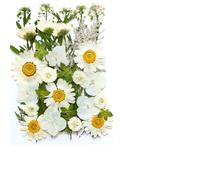 Fleurs Séchées Pressées Kit de matériel Fleurs pressées Bricolage