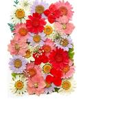 Fleurs Séchées Pressées Kit de matériel pressé Fleurs séchées