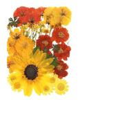 Fleurs Séchées Pressées Pack de matériaux pressés Fleurs séchées