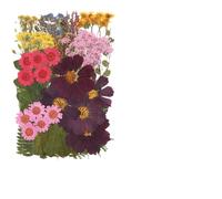 Fleurs Séchées Pressées Pack de matériaux pressés Fleurs séchées