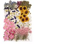 Fleurs Séchées Pressées Paquet de 100 Feuilles Florales mélangées