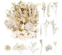 Fleurs séchées RUGBOL, Fleurs pressées, Artisanat pour Bricolage, Arts, résine, Scrapbooking, Fabrication de Bijoux, décorations Florales (Blanc Pur)
