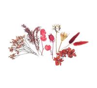 Fleurs séchées - Ton Bordeaux - 10 pièces - jusqu'à H 13 cm Environ - Petits Bouquet - Cadeaux, fête des mères, Offrir, Plaisir, décoration, bohème, Ambiance Campagne
