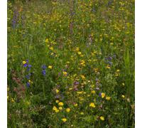 Fleurs vivaces pour l'ombre - Graines sauvage en mélange - 1 kg pour 500 m² - Mélange de 14 espèces de fleurs indigènes - Grand attrait pour les insectes - Peu d'entretien