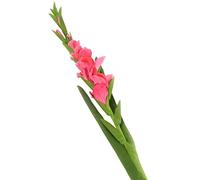 Floral Elegance Lot de 12 glaïeuls artificiels à Tige Simple Rose 118 cm