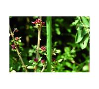 Floraworld floraworld Tuteur de plante métal, diamètre 11 mm 150 cm vert Quantité:10