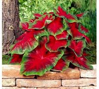 Florida Cardinal Caladium Bulbes à planter - Feuilles vivaces fantaisie en forme de cœur, feuillage rouge et vert vif pour jardins d'ombre, conteneurs et présentoirs d'intérieur (5 ampoules)