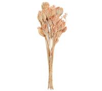 Floristik24 Bouquet de fleurs séchées fenouil saumon décoratif 50 cm 100 g