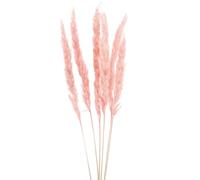 Floristik24 Herbe de la pampa décorative, rose, fleurs séchées, style bohème, 72 cm, 6 pièces