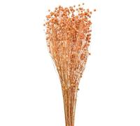Floristik24 Lin décoratif Fleurs séchées abricot naturel 80 g Décoration bohème
