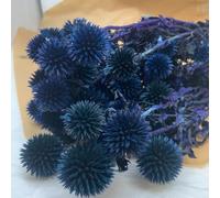 FloristryWarehouse Bouquet de chardon d'échinops naturels séchés tiges de chardon bleu foncé 50 cm