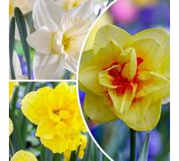 FLORIUM - Collection Budget de Bulbes de Jonquilles (25 Bulbes à Fleurs), Mélange Parfumé de Jonquilles de Hollande, Variétés Durables, Rustiques et Vivaces pour Jardins et Contenants (Sans Graines)