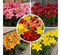 FLORIUM Collection de bulbes de lys à bordure orange, lot de 10 bulbes, autre couleur, mélange de bulbes de lys rustiques des Pays-Bas, à planter dans le jardin (gros bulbes, sans graines)