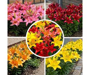 FLORIUM Collection de bulbes de lys à bordure orange, lot de 10 bulbes, autre couleur, mélange de bulbes de lys rustiques des Pays-Bas, à planter dans le jardin (gros bulbes, sans graines)