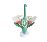Flowel Leaves And Stamens Anatomy Model For School Student Anatomical Plant Leaves Stamens Model Biologie Teaching