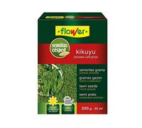 Flower SEMILLA KIKUYO 10793 10,3 x 3,7 x 14,5 cm