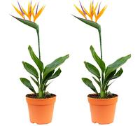 Flowerbox Lot de 2 fleurs d'oiseau de paradis avec fleur artificielle Strelitzia Reginae - Hauteur : environ 35-40 cm - Diamètre du pot : 13 cm